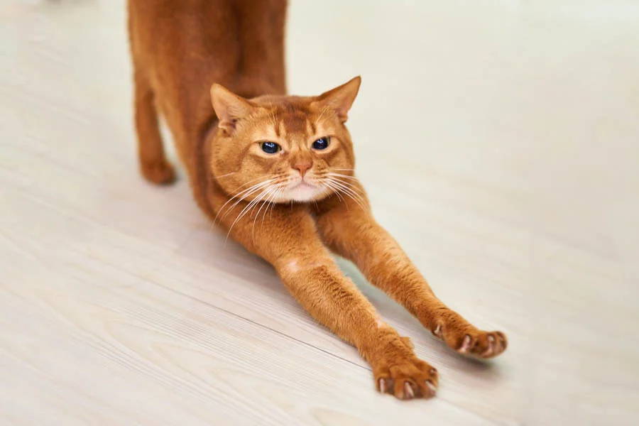 interactive cat ball